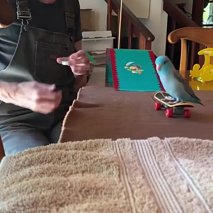 Bird Training Skateboard Perch For Parrots Canaries Lovebirds Calopsita